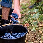 Who Loves Champagne's 'Black Sheep' Grape?